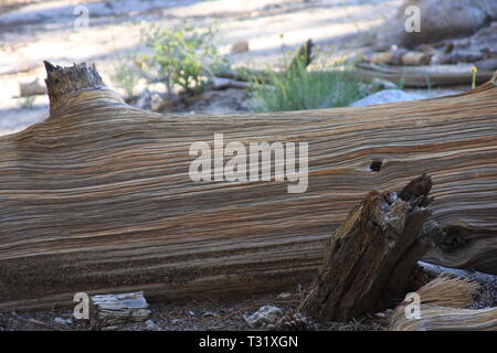 Fallen Log Stock Photo