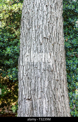 Rosewood tree, Tipuana tipu, Tree bark texture, Tree trunk Stock Photo