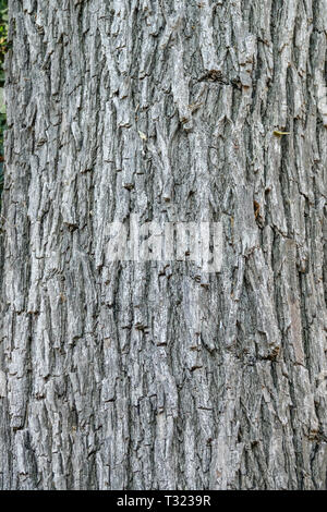 Rosewood, Tipuana tipu, Tree bark texture, Tree trunk Stock Photo