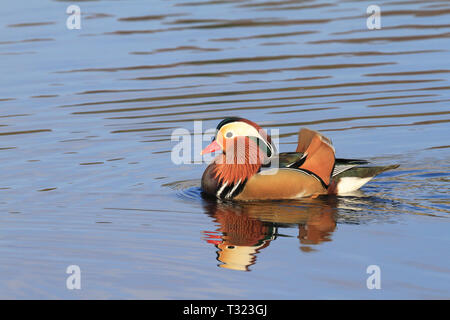 Male Mandarin duck, Aix galericulata on a lake in spring, England, UK. Stock Photo