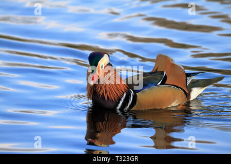 Male Mandarin duck, Aix galericulata on a lake in spring, England, UK. Stock Photo