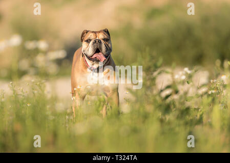 Continental Bulldog. Cute dog is standing in a blooming beautiful colorful meadow