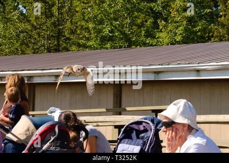 An owl flies silently, unnoticed, behind spectators in Aldergrove, Langley, British Columbia, Canada Stock Photo