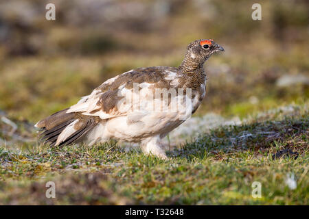 Male Rock Ptarmigan moulting feathers, Lagopus muta, Spitsbergen, Arctic Ocean, Norway Stock Photo