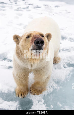 Curious Polar Bear, Ursus maritimus, Spitsbergen, Arctic Ocean, Norway Stock Photo