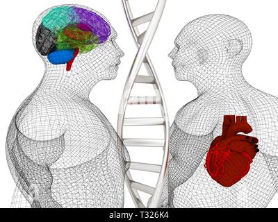 Dna model with human heart Stock Photo - Alamy