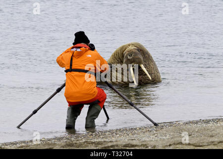 Photographer taking picture of Atlantic Walrus, Odobenus rosmarus, Spitsbergen, Arctic Ocean, Norway Stock Photo
