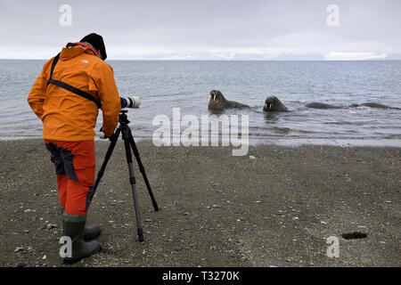 Photographer taking picture of Atlantic Walrus, Odobenus rosmarus, Spitsbergen, Arctic Ocean, Norway
