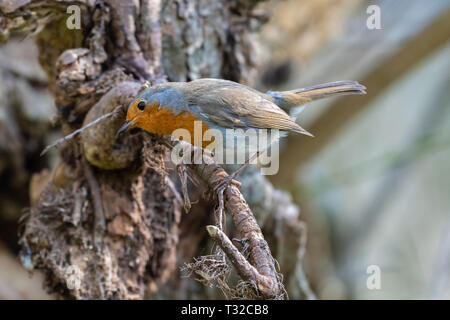 European robin (Erithacus rubecula) Stock Photo