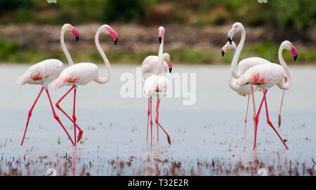 The greater flamingo (Phoenicopterus roseus) is the most widespread and largest species of the flamingo family. Stock Photo