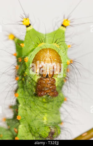 Indian moon moth caterpillar Stock Photo
