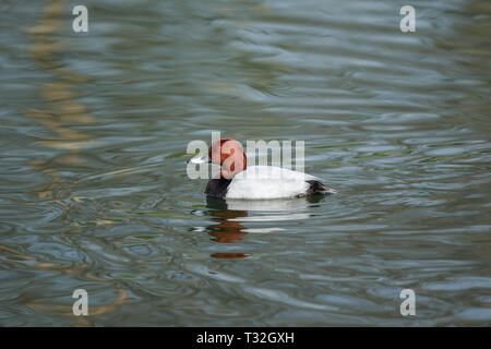 The common pochard is a medium-sized diving duck. Stock Photo