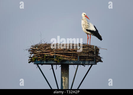 The first repatriate from the winter quarters in February: White stork (Ciconia ciconia) Rudi on his nest in Kirchwerder, Hamburg, Germany, Erster Rüc Stock Photo
