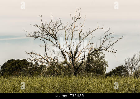 Old leafless dry tree standing in the middle of a field, with a few birds on its branches Stock Photo