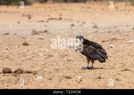 Lappet-faced Vulture (Torgos tracheliotos). Namibia. Stock Photo