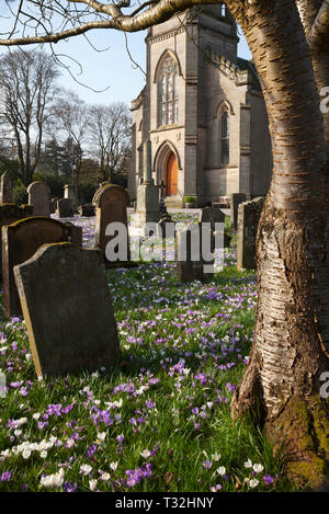 Purple and white crocuses growing amongst the gravestones in the graveyard at Rhu and Shandon Parish Church, Rhu, Argyll, Scotland Stock Photo
