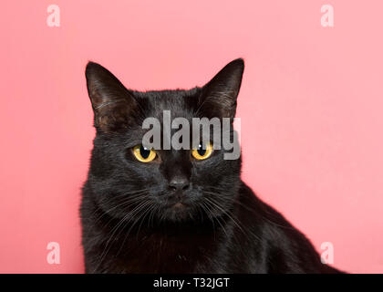 Portrait of an adorable black cat with yellow eyes looking intently slightly to viewers right. As of 2017, the domestic cat was the second-most popula