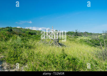 Lifeless broken old tree-stump amid lush green grass, bushes and shrubs on a beautiful summer day beneath a clear blue sky, Fire Island, NY Stock Photo