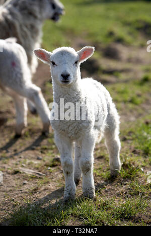 Lamb in field in spring Stock Photo