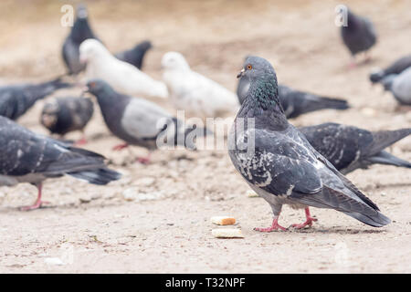 one pigeon from a flock of pigeons prepared to eat bread lying on the ground Stock Photo