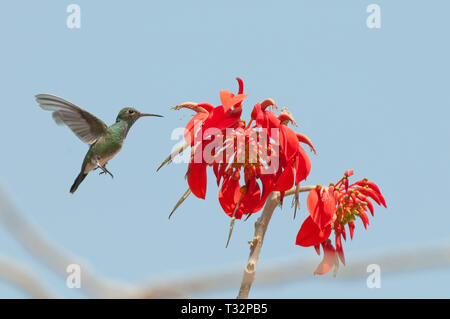 Glittering-throated emerald (Amazilia fimbriata) feeding from an unidentifies red flower Stock Photo