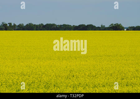 Vibrant Yellow Canola field in Manitoba Stock Photo