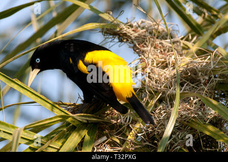 Yellow-rumped Cacique Cacicus Cela Sitting on Branch, Portrait Photography.  Bird with Beautiful Blue Eyes is Sitting on Trunk Stock Image - Image of  avian, beauty: 171352255