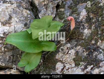 Arisarum vulgare aka friar's cowl or larus. Geophyte plant. Stock Photo