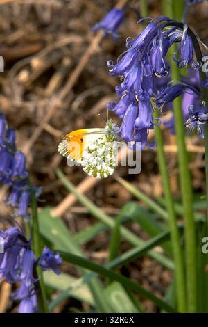 Orange tip butterfly on bluebell Stock Photo