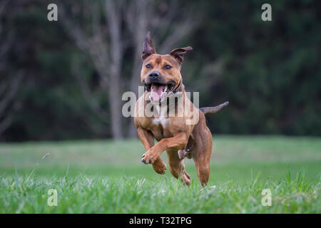 American Pit Bull Terrier running Stock Photo