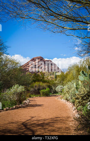 A trail leading to the Papago mountains of Phoenix with a brilliant blue sky and desert plants along the trail. Stock Photo