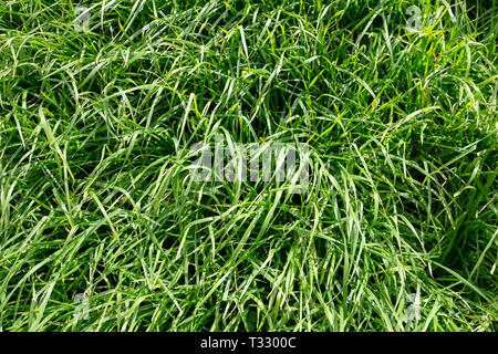 Cocksfoot grass is a very persistent perennial grass that tolerates dry conditions, moderate soil fertility, insect attack and continual set stocking Stock Photo