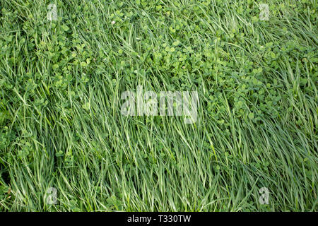 Annual ryegrass and clover grown in a rural field for stock food and hay Stock Photo