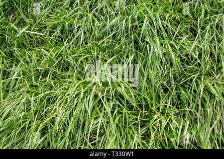 Lush, fast-growing diploid Italian ryegrass grown by farmers for nutritious rural stock feed and silage Stock Photo