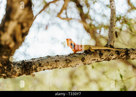 Lizard calotes versicolor sunbathing on the branch of a tree in Koh Tao, Thailand Stock Photo