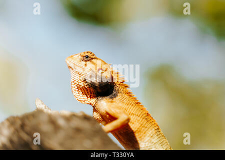 Lizard calotes versicolor sunbathing on the branch of a tree in Koh Tao, Thailand Stock Photo