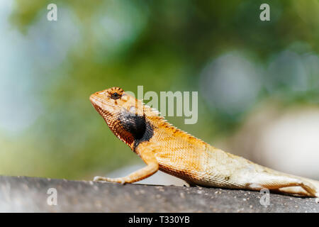 Lizard calotes versicolor sunbathing on the branch of a tree in Koh Tao, Thailand Stock Photo