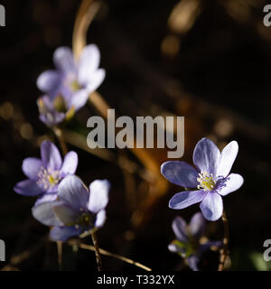 liverleaf, beautiful spring flowers in natural environments Stock Photo