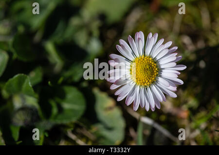 little daisy in meadow Stock Photo