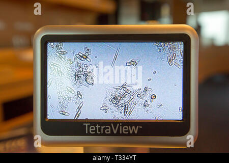 Algae and marine plankton on a microscope from a scientist working on citizen science project on an Antarctic cruise. Stock Photo