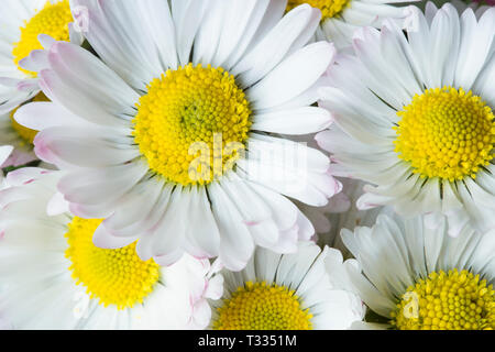 White daisies close up Stock Photo