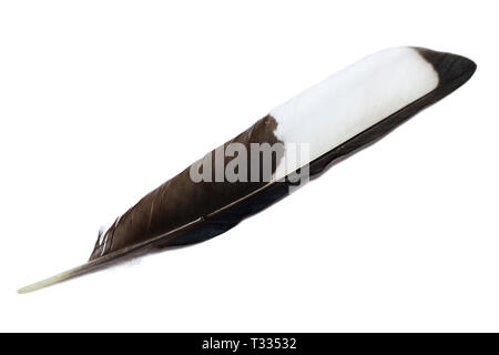 Single feather isolated on white background Stock Photo