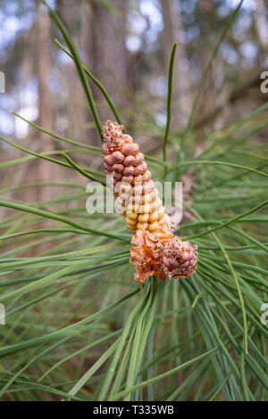 Pine tree with blossom flowers. Pinus sylvestris, male inflorescence. Pollen Stock Photo