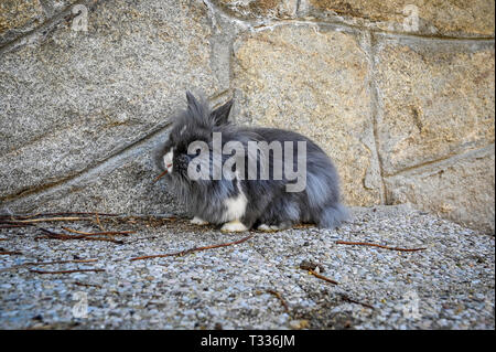 Adorable and woolly Angora rabbit Gray Stock Photo