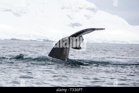 Humpback Whale, Megaptera novaeangliae, feeding near Anvord Island, Graham Land, Antarctic Peninsular. Stock Photo
