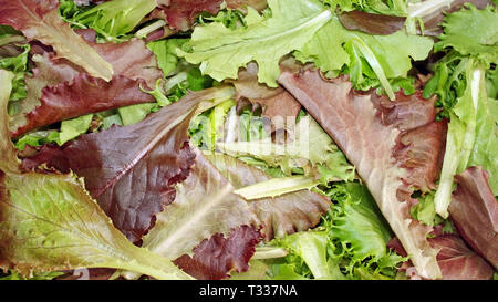A background of fresh Spring Mix lettuces.  Red and green leaf lettuce, mizuna, romaine and mustard greens Stock Photo