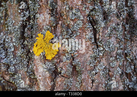 Tree bark texture with yellow moss close-up. Bright yellow mold growing on wood. Stock Photo