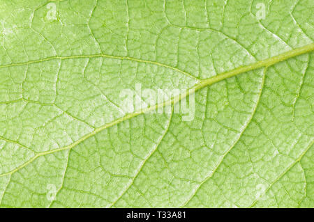 Fresh first spring green leaf macro texture or background Stock Photo