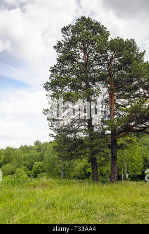 A single pine tree on the green meadow in cloudy summer say Stock Photo