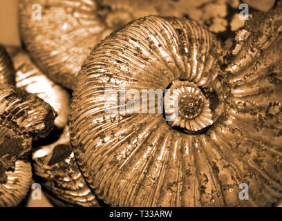 Fossilized ammonites background Stock Photo